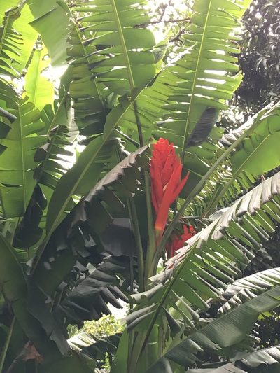 Musa coccinea, photographed by Magucination Guzmán