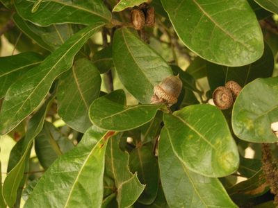 Quercus elliptica, photographed by Neptalí Ramírez Marcial