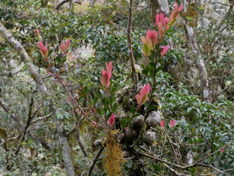 Vaccinium emarginatum, photographed by Jacy Chen