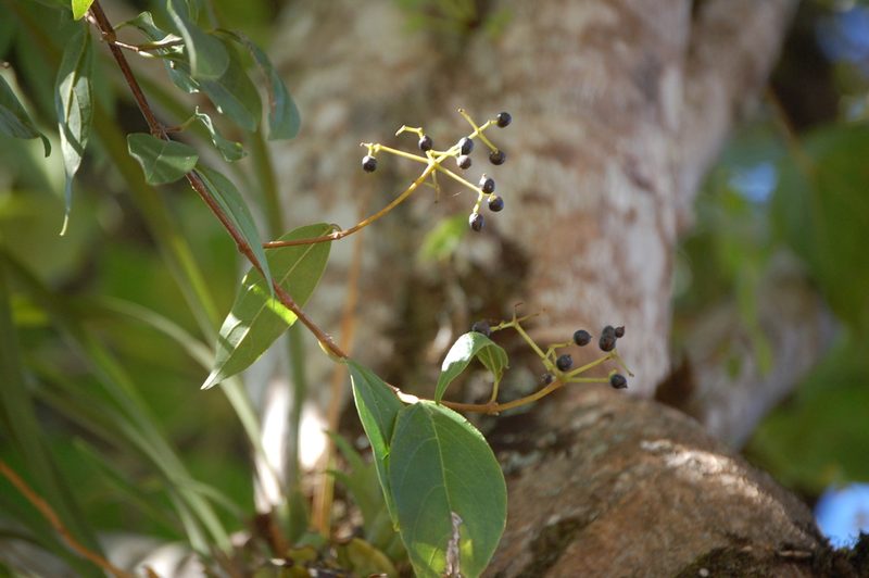 Viburnum hartwegii, photographed by Neptalí Ramírez Marcial