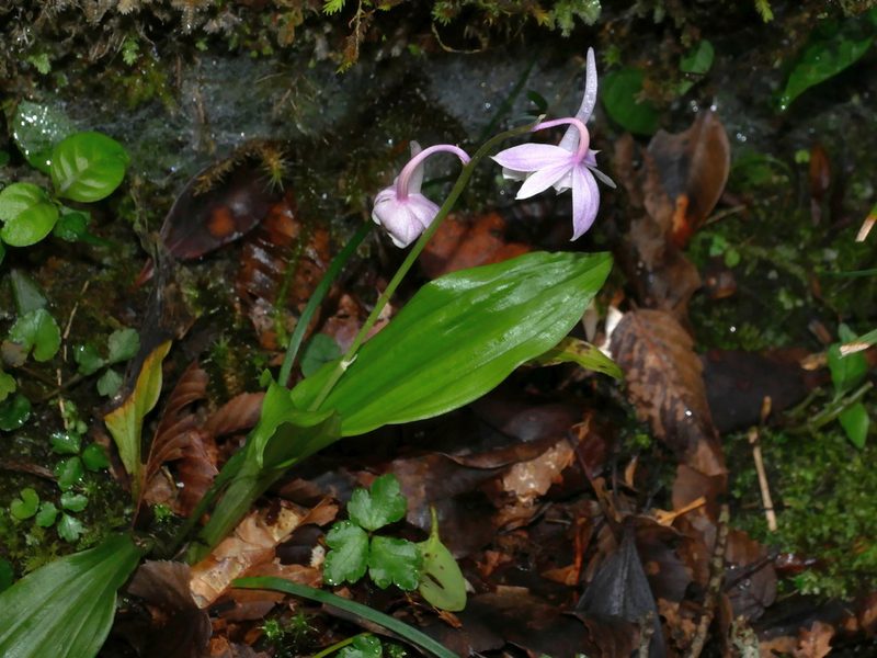 Calanthe aristulifera, photographed by Jacy Chen