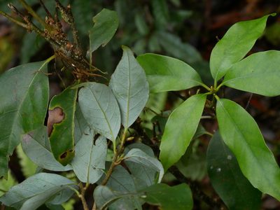 Quercus longinux, photographed by Jacy Chen