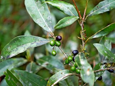 Litsea morrisonensis, photographed by Jacy Chen