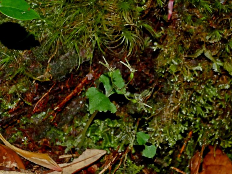 Neottia japonica, photographed by Jacy Chen