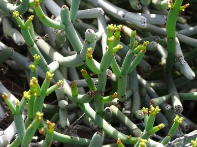 Euphorbia burmanni, photographed by Shaun Swanepoel