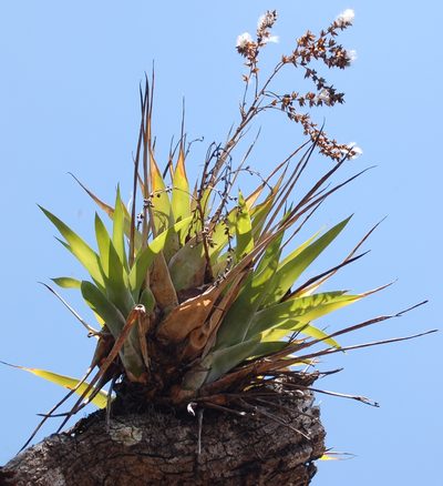 Catopsis berteroniana, photographed by Neptalí Ramírez Marcial