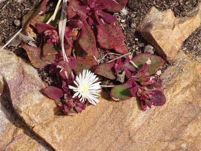 Mesembryanthemum aitonis, photographed by Shaun Swanepoel