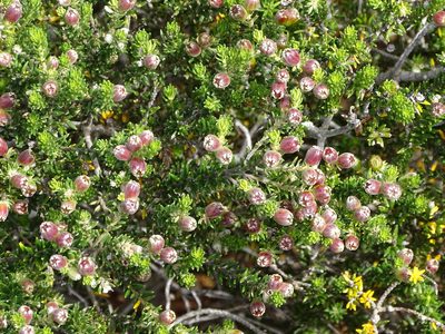 Phylica axillaris, photographed by Shaun Swanepoel