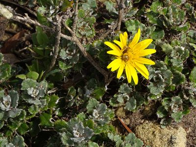 Berkheya coriacea, photographed by Shaun Swanepoel