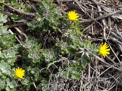 Berkheya coriacea, photographed by Shaun Swanepoel