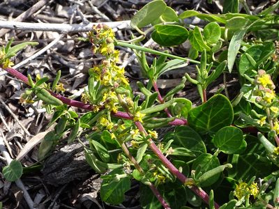 Tetragonia fruticosa, photographed by Shaun Swanepoel