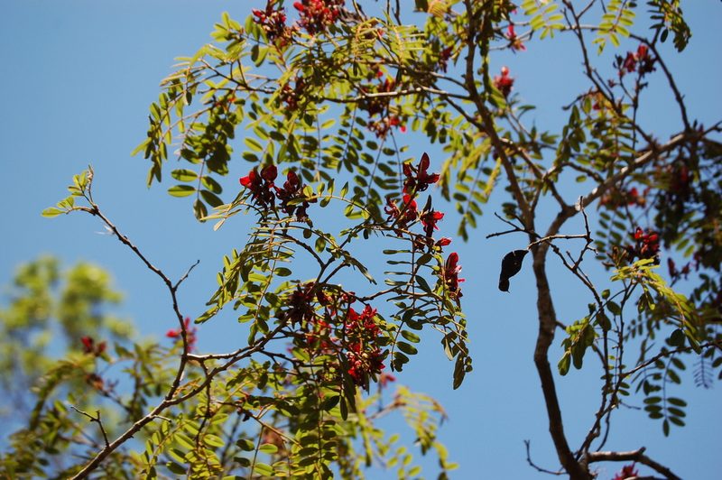 Harpalyce formosa, photographed by Neptalí Ramírez Marcial