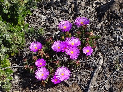 Lampranthus ceriseus, photographed by Shaun Swanepoel