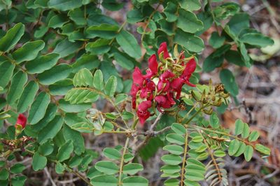 Harpalyce formosa, photographed by Neptalí Ramírez Marcial