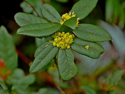 Berberis schaaliae, photographed by Jacy Chen