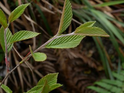 Alniaria alnifolia, photographed by Jacy Chen