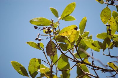 Garrya laurifolia, photographed by Neptalí Ramírez Marcial