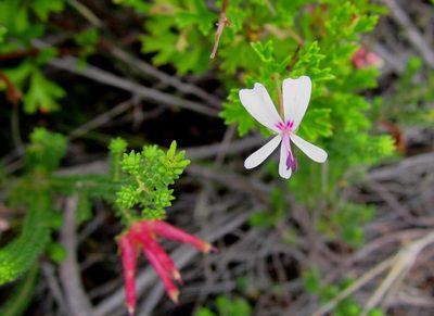 Pelargonium ternatum, photographed by Di Turner