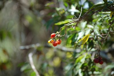 Bunchosia biocellata, photographed by Neptalí Ramírez Marcial