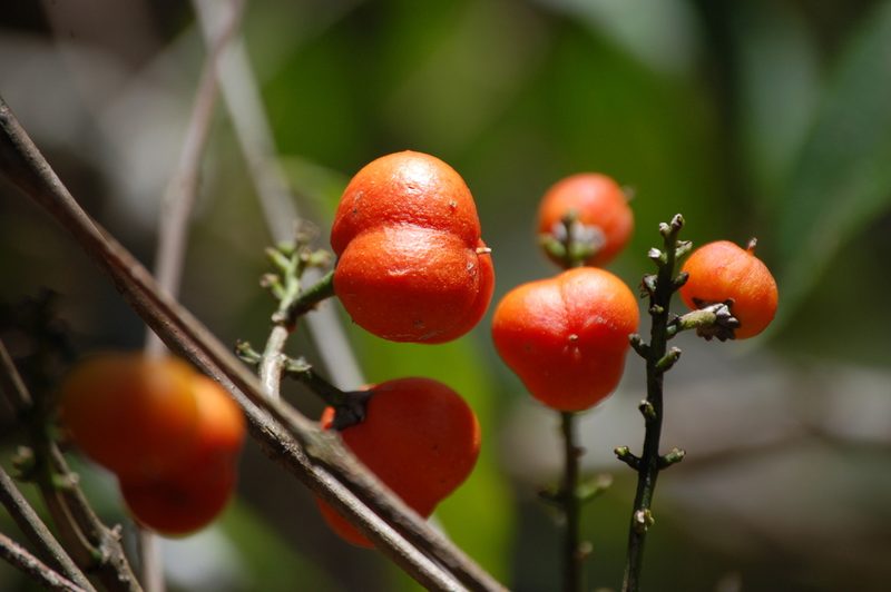 Bunchosia biocellata, photographed by Neptalí Ramírez Marcial