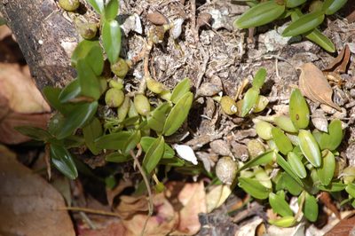 Dinema polybulbon, photographed by Neptalí Ramírez Marcial