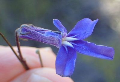 Lobelia tomentosa, photographed by Nicola van Berkel