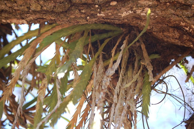 Lockhartia oerstedii, photographed by Neptalí Ramírez Marcial
