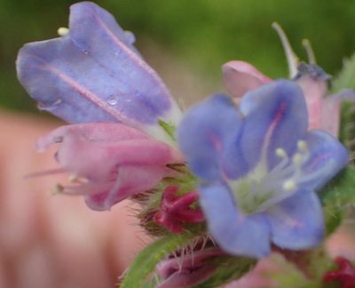 Lobostemon stachydeus, photographed by Nicola van Berkel
