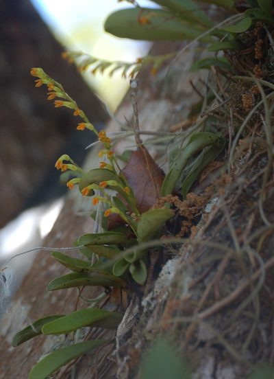 Stelis emarginata, photographed by Neptalí Ramírez Marcial