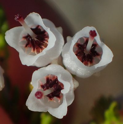 Erica syngenesia, photographed by Nicola van Berkel