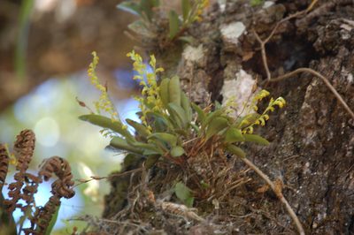 Stelis emarginata, photographed by Neptalí Ramírez Marcial