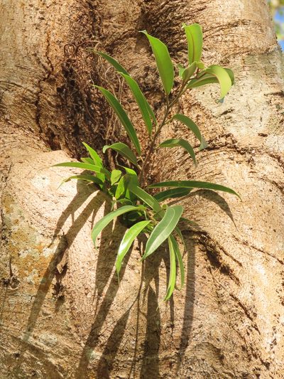 Ficus maclellandii, photographed by chiuluan