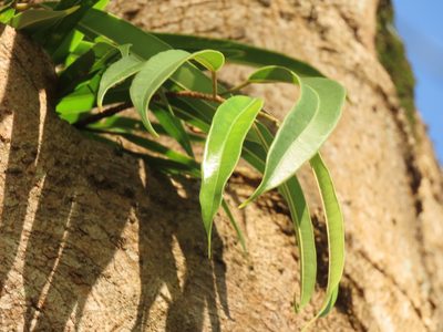 Ficus maclellandii, photographed by chiuluan