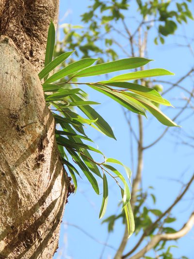 Ficus maclellandii, photographed by chiuluan