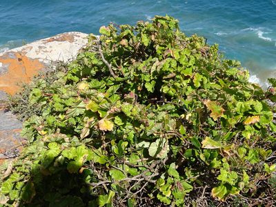 Pelargonium zonale, photographed by Shaun Swanepoel