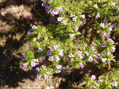 Muraltia ericifolia, photographed by Shaun Swanepoel