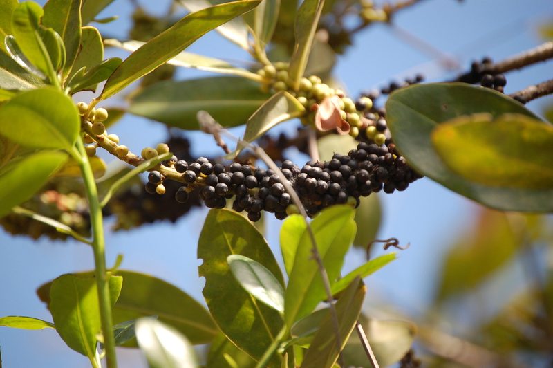 Myrsine juergensenii, photographed by Neptalí Ramírez Marcial