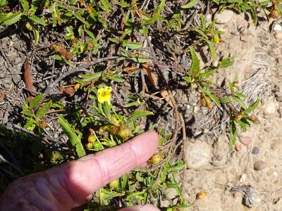 Hermannia saccifera, photographed by Shaun Swanepoel