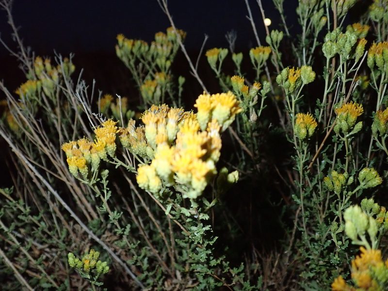 Isocoma arguta, photographed by Scott Yarger