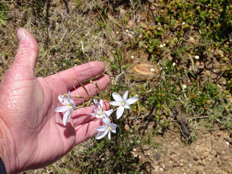 Moraea polyanthos, photographed by Shaun Swanepoel
