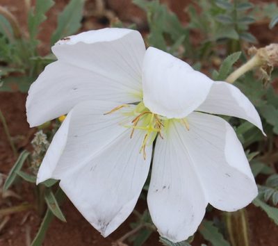 Oenothera albicaulis, photographed by crseaquist