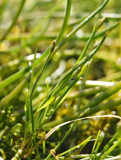 Isolepis fluitans, photographed by Dan Wrench