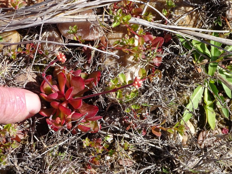 Crassula pubescens, photographed by Shaun Swanepoel