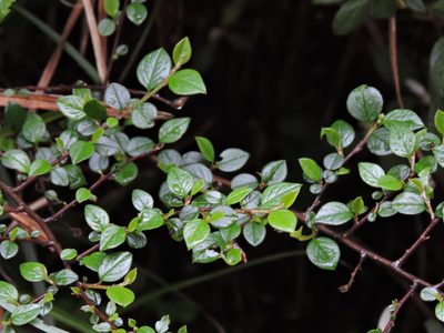Cotoneaster apiculatus, photographed by Jacy Chen