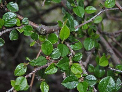 Cotoneaster apiculatus, photographed by Jacy Chen