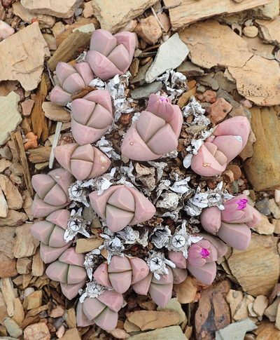 Gibbaeum petrense, photographed by Nicola van Berkel