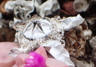Gibbaeum petrense, photographed by Nicola van Berkel