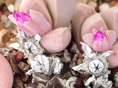 Gibbaeum petrense, photographed by Nicola van Berkel