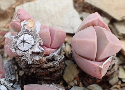 Gibbaeum petrense, photographed by Nicola van Berkel