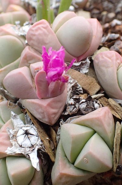 Gibbaeum petrense, photographed by Nicola van Berkel
